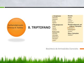 Fosfoenolpiruvato
Eritrosa-4- fosfato   8. TRIPTOFANO




                                Biosíntesis de Aminoácidos Esenciales
 