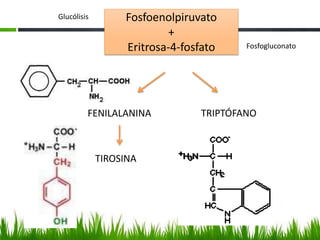 Glucólisis        Fosfoenolpiruvato
                          +
                  Eritrosa-4-fosfato    Fosfogluconato




         FENILALANINA           TRIPTÓFANO



             TIROSINA
 