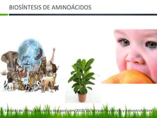 BIOSÍNTESIS DE AMINOÁCIDOS




Extraído de: http://gatocolina.blogspot.com/2010/10/nutricion-autotrofa-y-heterotrofa.html
 