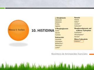 Ribosa 5- fosfato
                    10. HISTIDINA




                               Biosíntesis de Aminoácidos Esenciales
 