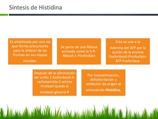 Síntesis de Histidina




Es sintetizada por una vía                                         Esta se une a la
 que forma precursores            Se parte de una Ribosa        Adenina del ATP por la
  para la síntesis de las          activada como la 5-P-         acción de la enzima
  Purinas en sus etapas             Ribosil-1-Pirofosfato      Fosforibosil-Pirofosfato-
        iniciales.                                                 ATP Fosforilasa.


               Después de la eliminación
                                                  Por transaminación,
               del anillo 1-fosforibosil-4-
                                                    defosforilación y
                carboxamida-5-amino
                                                 oxidación da origen al
                   imidazol queda el
                                                 aminoácido Histidina,
                     Imidazol glicerol-P
 