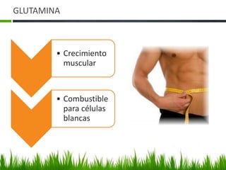 GLUTAMINA



        • Crecimiento
          muscular



        • Combustible
          para células
          blancas
 