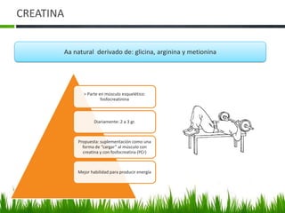 CREATINA


       Aa natural derivado de: glicina, arginina y metionina




             > Parte en músculo esquelético:
                      fosfocreatinina



                   Diariamente: 2 a 3 gr.



           Propuesta: suplementación como una
             forma de “cargar” al músculo con
             creatina y con fosfocreatina (PCr)



           Mejor habilidad para producir energía
 