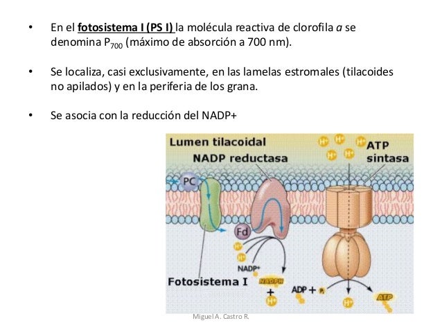 dieta metabolismo acelerado libro para Dummies