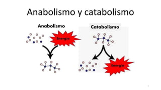 Anabolismo y catabolismo
1
 