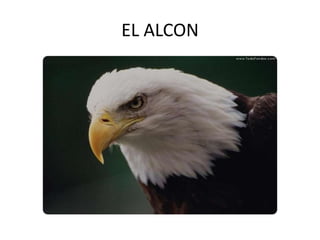 EL ALCON
 