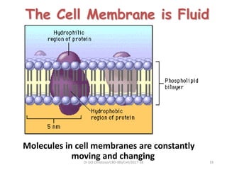 ANATOMY OF THE HUMAN CELL WITH RELEVANT ILLUSTRATIONS | PDF