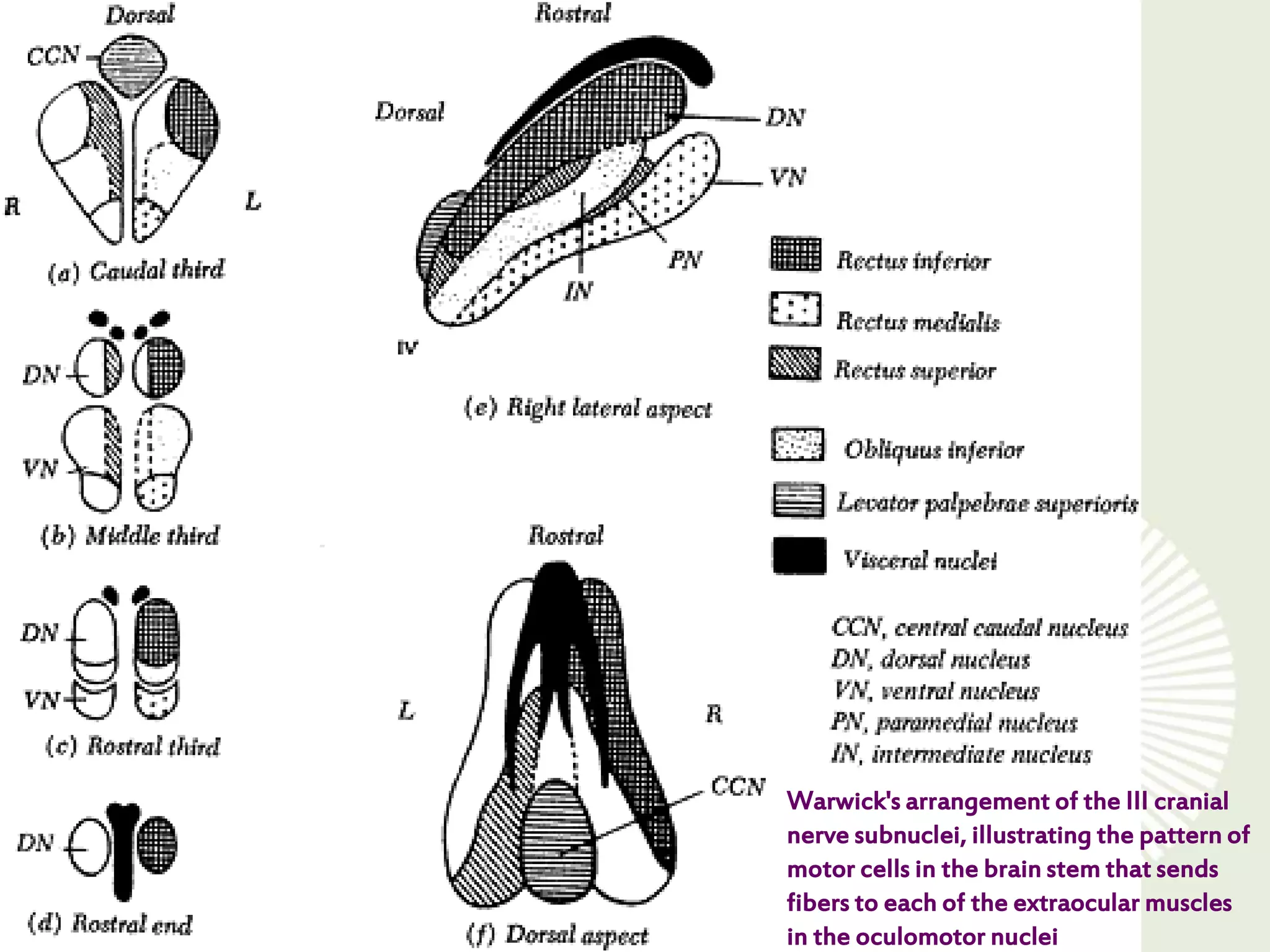 Anatomy of 3rd cranial nerve | PPTX