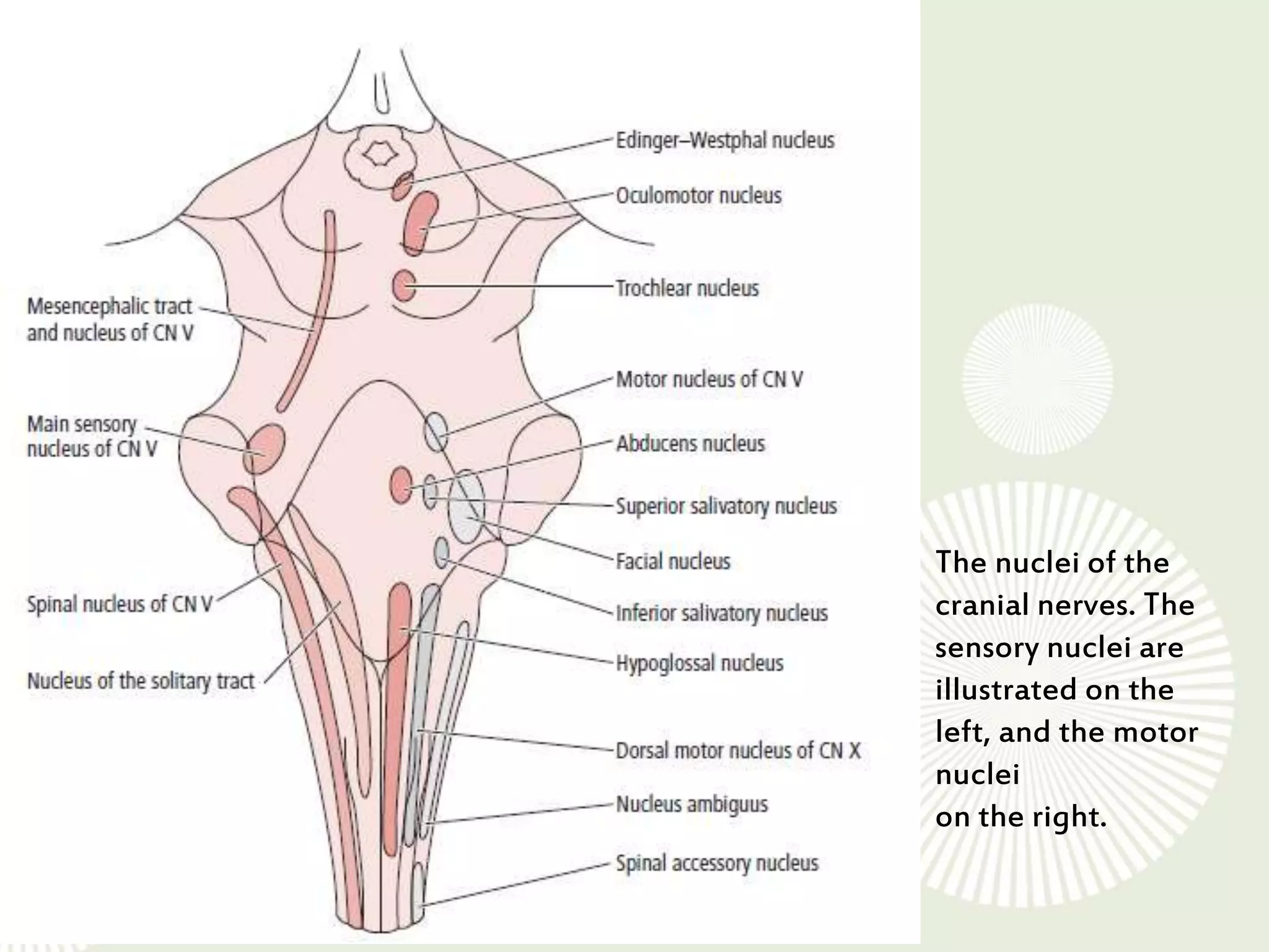 Anatomy of 3rd cranial nerve | PPTX