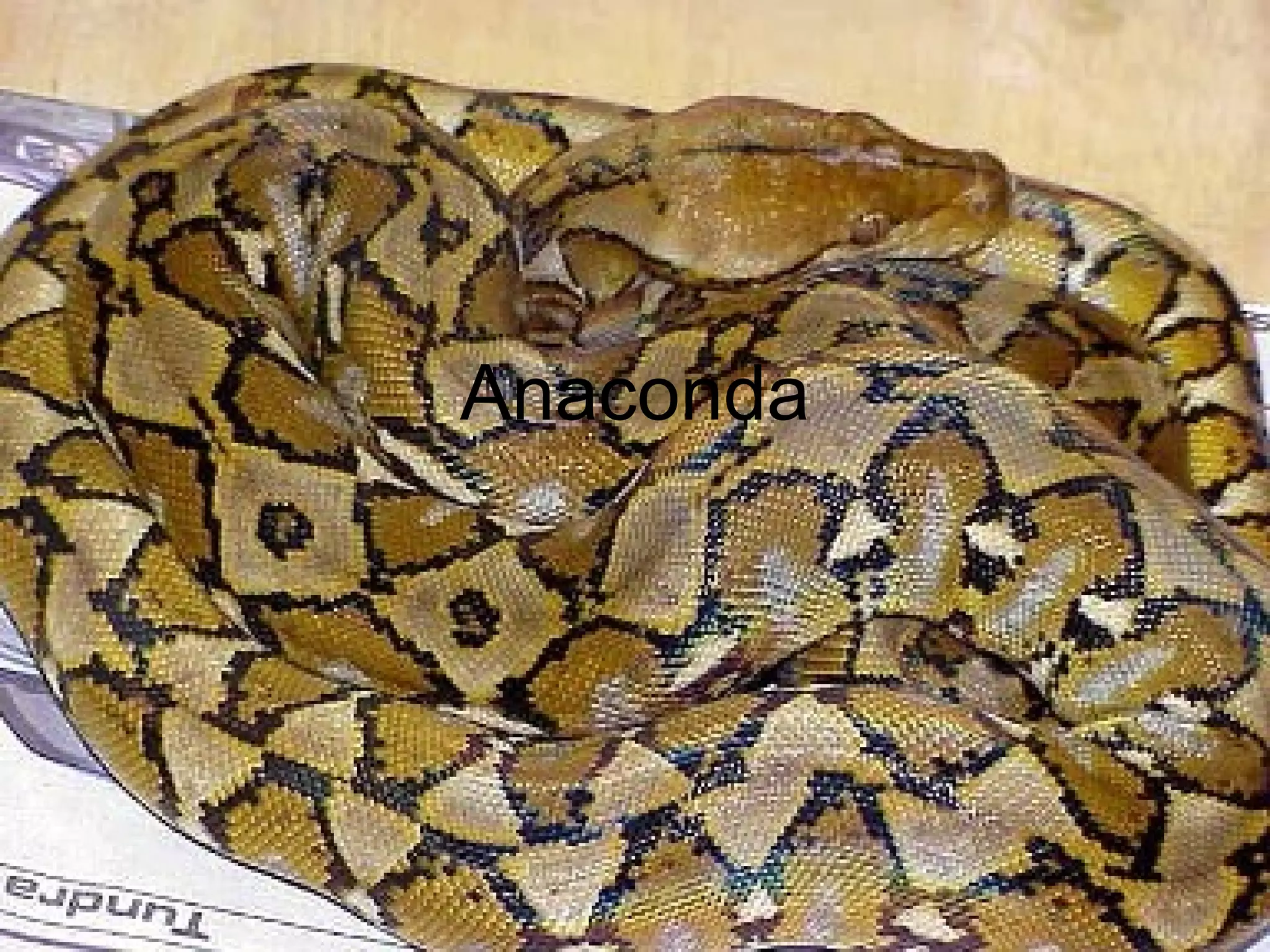 Anaconda