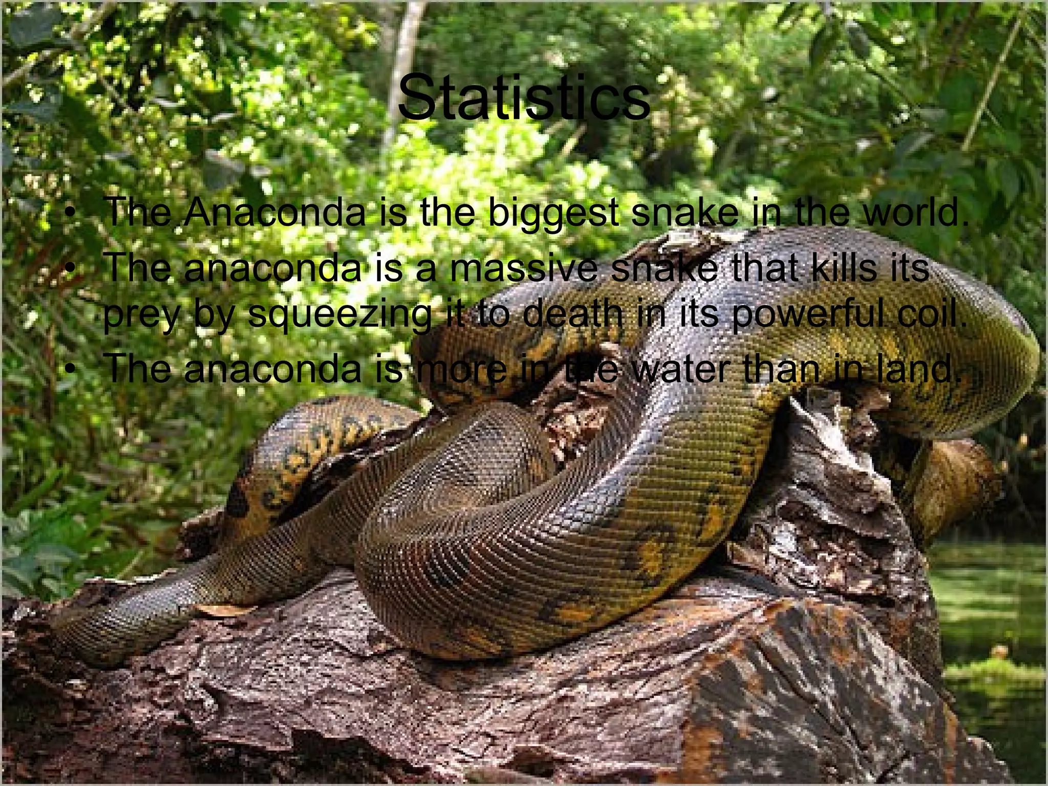 Statistics The Anaconda is the biggest snake in the world. The anaconda is a massive snake that kills its prey by squeezing it to death in its powerful coil. The anaconda is more in the water than in land.