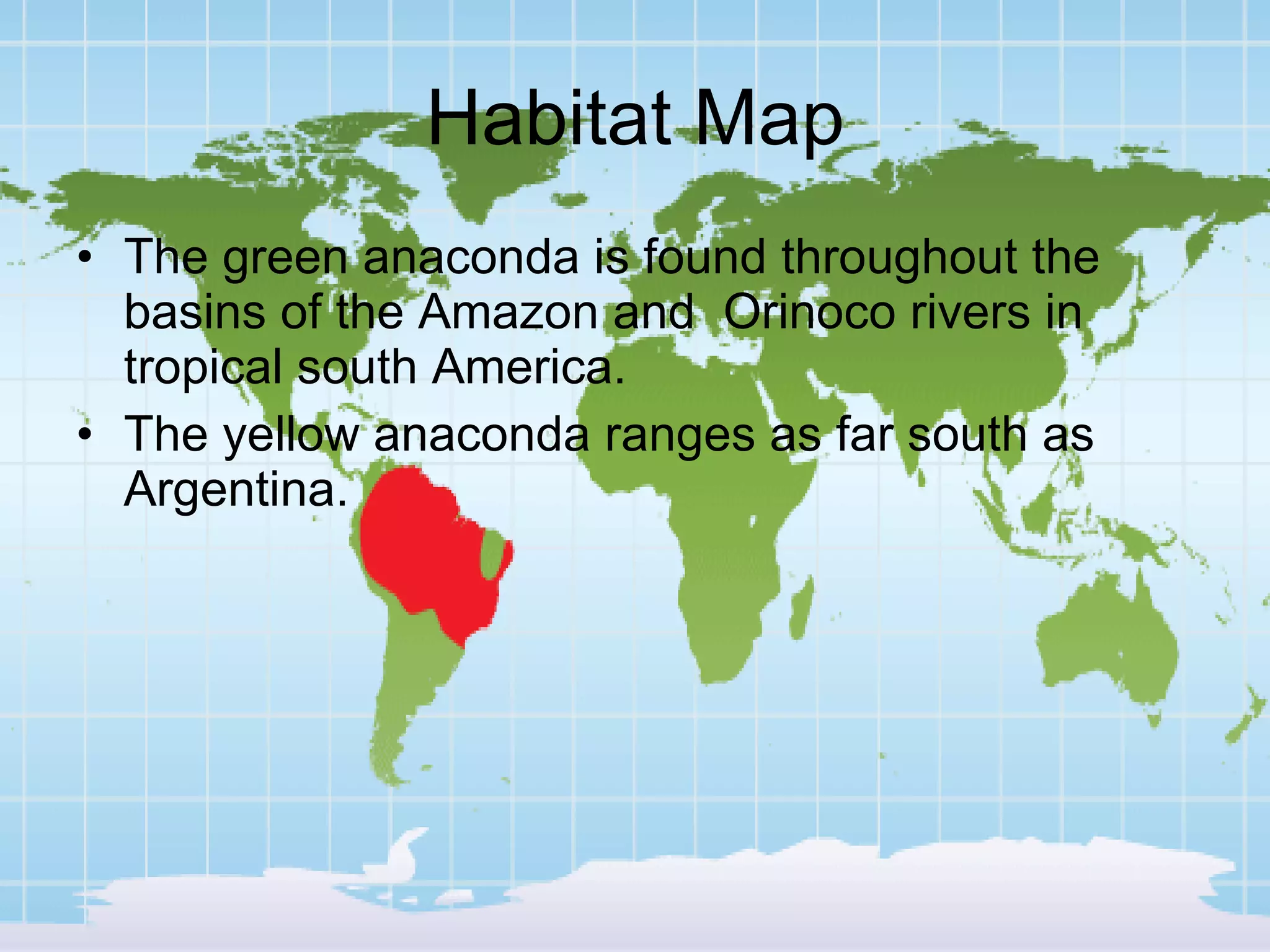 Habitat Map The green anaconda is found throughout the basins of the Amazon and Orinoco rivers in tropical south America. The yellow anaconda ranges as far south as Argentina.