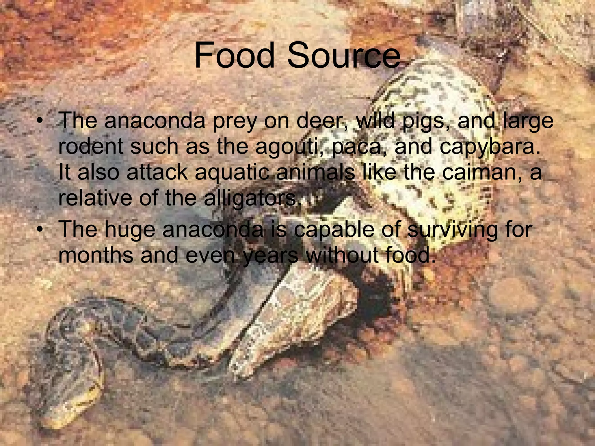 Food Source The anaconda prey on deer, wild pigs, and large rodent such as the agouti, paca, and capybara. It also attack aquatic animals like the caiman, a relative of the alligators. The huge anaconda is capable of surviving for months and even years without food.