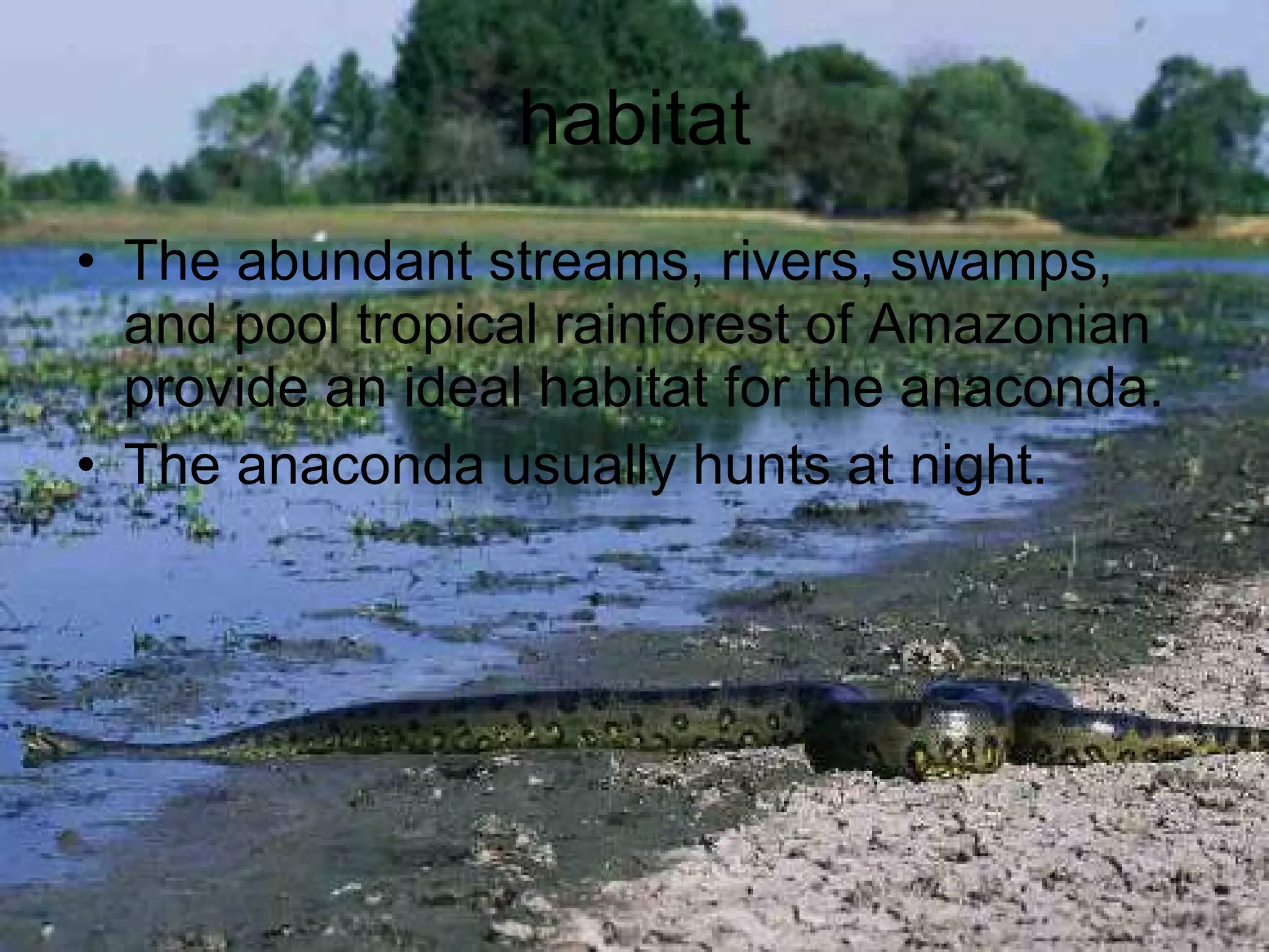 habitat The abundant streams, rivers, swamps, and pool tropical rainforest of Amazonian provide an ideal habitat for the anaconda. The anaconda usually hunts at night.