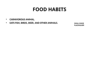 FOOD HABITS
• CARNIVOROUS ANIMAL.
• EATS FISH, BIRDS, DEER, AND OTHER ANIMALS. SMALL IMAGE
PLACEHOLDER
 