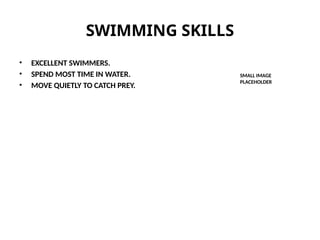 SWIMMING SKILLS
• EXCELLENT SWIMMERS.
• SPEND MOST TIME IN WATER.
• MOVE QUIETLY TO CATCH PREY.
SMALL IMAGE
PLACEHOLDER
 