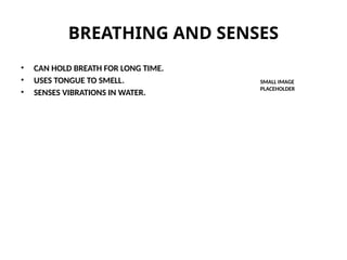 BREATHING AND SENSES
• CAN HOLD BREATH FOR LONG TIME.
• USES TONGUE TO SMELL.
• SENSES VIBRATIONS IN WATER.
SMALL IMAGE
PLACEHOLDER
 
