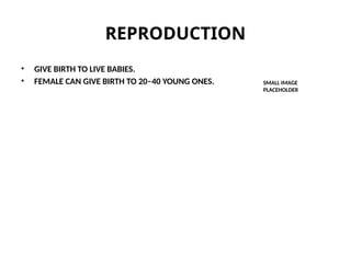 REPRODUCTION
• GIVE BIRTH TO LIVE BABIES.
• FEMALE CAN GIVE BIRTH TO 20–40 YOUNG ONES. SMALL IMAGE
PLACEHOLDER
 