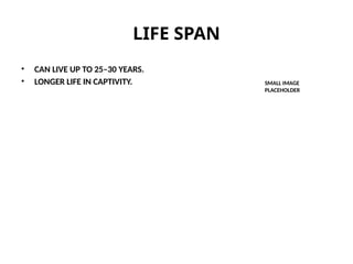 LIFE SPAN
• CAN LIVE UP TO 25–30 YEARS.
• LONGER LIFE IN CAPTIVITY. SMALL IMAGE
PLACEHOLDER
 