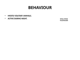 BEHAVIOUR
• MOSTLY SOLITARY ANIMALS.
• ACTIVE DURING NIGHT. SMALL IMAGE
PLACEHOLDER
 