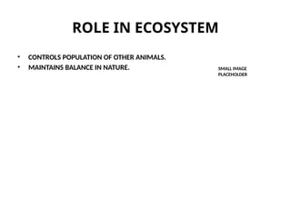 ROLE IN ECOSYSTEM
• CONTROLS POPULATION OF OTHER ANIMALS.
• MAINTAINS BALANCE IN NATURE. SMALL IMAGE
PLACEHOLDER
 