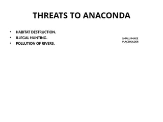 THREATS TO ANACONDA
• HABITAT DESTRUCTION.
• ILLEGAL HUNTING.
• POLLUTION OF RIVERS.
SMALL IMAGE
PLACEHOLDER
 