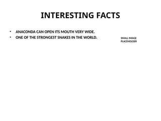 INTERESTING FACTS
• ANACONDA CAN OPEN ITS MOUTH VERY WIDE.
• ONE OF THE STRONGEST SNAKES IN THE WORLD. SMALL IMAGE
PLACEHOLDER
 