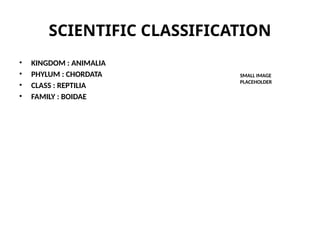 SCIENTIFIC CLASSIFICATION
• KINGDOM : ANIMALIA
• PHYLUM : CHORDATA
• CLASS : REPTILIA
• FAMILY : BOIDAE
SMALL IMAGE
PLACEHOLDER
 