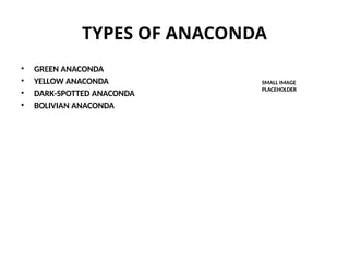 TYPES OF ANACONDA
• GREEN ANACONDA
• YELLOW ANACONDA
• DARK-SPOTTED ANACONDA
• BOLIVIAN ANACONDA
SMALL IMAGE
PLACEHOLDER
 