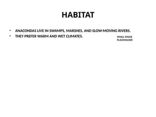 HABITAT
• ANACONDAS LIVE IN SWAMPS, MARSHES, AND SLOW-MOVING RIVERS.
• THEY PREFER WARM AND WET CLIMATES. SMALL IMAGE
PLACEHOLDER
 