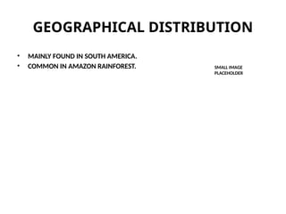 GEOGRAPHICAL DISTRIBUTION
• MAINLY FOUND IN SOUTH AMERICA.
• COMMON IN AMAZON RAINFOREST. SMALL IMAGE
PLACEHOLDER
 