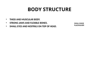 BODY STRUCTURE
• THICK AND MUSCULAR BODY.
• STRONG JAWS AND FLEXIBLE BONES.
• SMALL EYES AND NOSTRILS ON TOP OF HEAD.
SMALL IMAGE
PLACEHOLDER
 