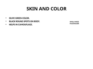 SKIN AND COLOR
• OLIVE GREEN COLOR.
• BLACK ROUND SPOTS ON BODY.
• HELPS IN CAMOUFLAGE.
SMALL IMAGE
PLACEHOLDER
 
