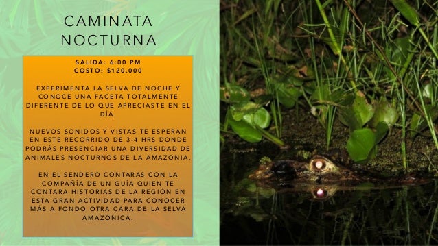 C A M I N ATA
N O C T U R N A
S A L I D A : 6 : 0 0 P M
C O S T O : $ 1 2 0 . 0 0 0
E X P E R I M E N TA L A S E LVA D E N O C H E Y
C O N O C E U N A FA C E TA T O TA L M E N T E
D I F E R E N T E D E L O Q U E A P R E C I A S T E E N E L
D Í A .
N U E V O S S O N I D O S Y V I S TA S T E E S P E R A N
E N E S T E R E C O R R I D O D E 3 - 4 H R S D O N D E
P O D R Á S P R E S E N C I A R U N A D I V E R S I D A D D E
A N I M A L E S N O C T U R N O S D E L A A M A Z O N I A .
E N E L S E N D E R O C O N TA R A S C O N L A
C O M PA Ñ Í A D E U N G U Í A Q U I E N T E
C O N TA R A H I S T O R I A S D E L A R E G I Ó N E N
E S TA G R A N A C T I V I D A D PA R A C O N O C E R
M Á S A F O N D O O T R A C A R A D E L A S E LVA
A M A Z Ó N I C A .
 