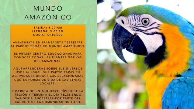 M U N D O
A M A Z Ó N I C O
S A L I D A : 8 : 0 0 A M
L L E G A D A : 5 : 0 0 P M
C O S T O : $ 1 3 0 . 0 0 0
AV E N T Ú R AT E E N T R A N S P O RT E T E R R E S T R E
A L PA R Q U E T E M ÁT I C O M U N D O A M A Z Ó N I C O .
E L P R I M E R C E N T R O E D U C A C I O N A L PA R A
C O N O C E R T O D A S L A S P L A N TA S N AT I VA S
D E L A M A Z O N A S .
A Q U Í A P R E N D E R Á S S O B R E S U S D I V E R S O S
U S O S A L I G U A L Q U E PA RT I C I PA R A S E N
A C T I V I D A D E S D I D Á C T I C A S R E L A C I O N A D A S
C O N L A F O R M A D E V I D A D E L A S E T N I A S
L O C A L E S .
D I S F R U TA D E U N A L M U E R Z O T Í P I C O D E L A
R E G I Ó N Y T E R M I N A E L D Í A R E C I B I E N D O
S A B I D U R Í A A N C E S T R A L P O R PA RT E D E L
C A C I Q U E D E L A C O M U N I D A D H U I T O T O .
 