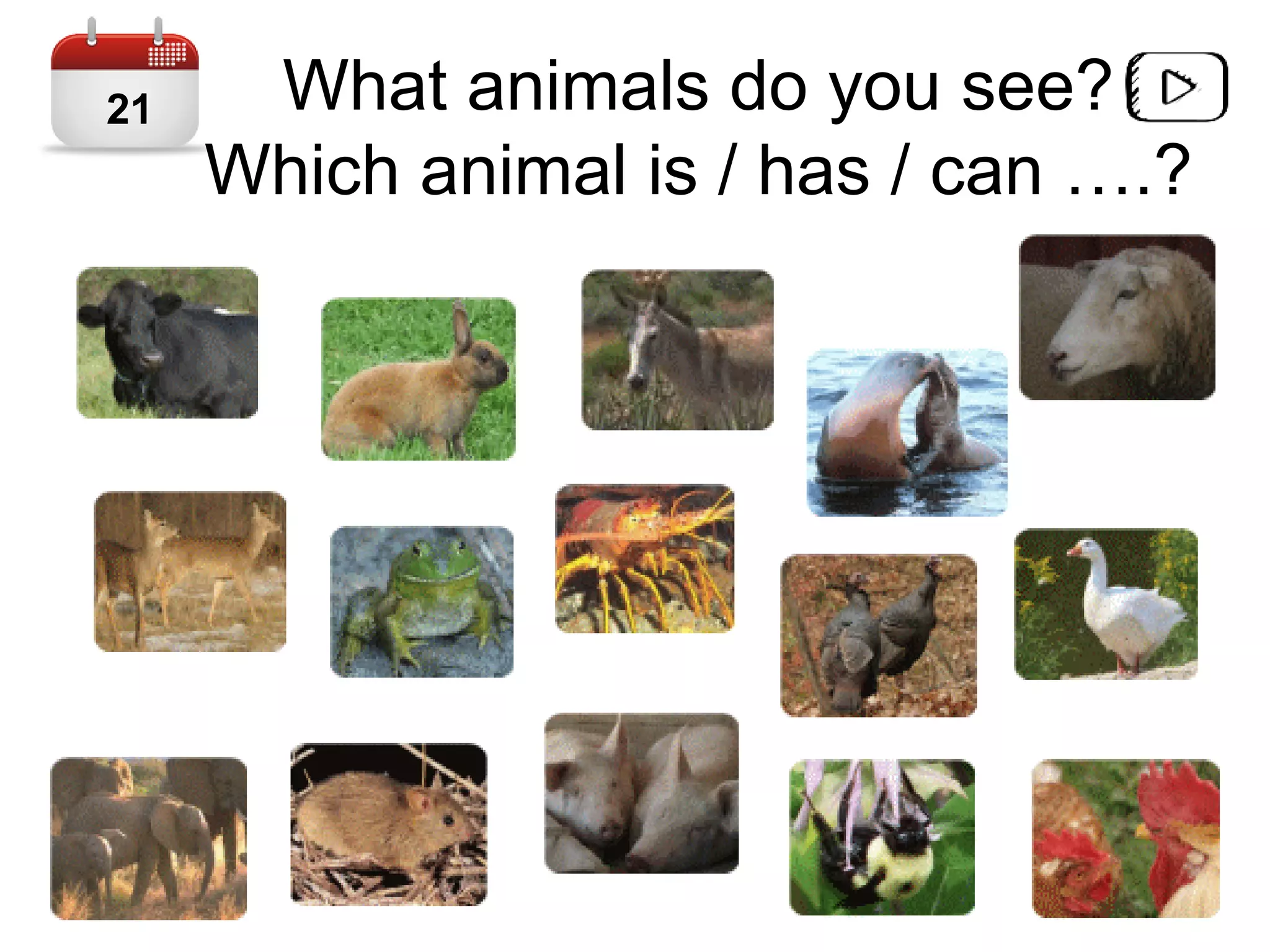 What animals do you see?
Which animal is / has / can ….?
21
 