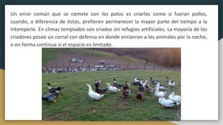 Un error común que se comete con los patos es criarlos como si fueran pollos,
cuando, a diferencia de éstos, prefieren permanecer la mayor parte del tiempo a la
intemperie. En climas templados son criados sin refugios artificiales. La mayoría de los
criadores posee un corral con defensa en donde encierran a los animales por la noche,
o en forma continua si el espacio es limitado.
 