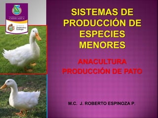 ANACULTURA
PRODUCCIÓN DE PATO
M.C. J. ROBERTO ESPINOZA P.
 