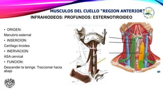 INFRAHIODEOS: PROFUNDOS: ESTERNOTIROIDEO
• ORIGEN:
Manubrio esternal
• INSERCION:
Cartílago tiroides
• INERVACION:
ASA cervical
• FUNCION:
Descender la laringe. Traccionar hacia
abajo
MUSCULOS DEL CUELLO “REGION ANTERIOR”
 