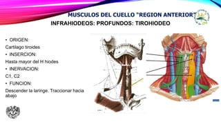 INFRAHIODEOS: PROFUNDOS: TIROHIODEO
• ORIGEN:
Cartilago tiroides
• INSERCION:
Hasta mayor del H hiodes
• INERVACION:
C1, C2
• FUNCION:
Descender la laringe. Traccionar hacia
abajo
MUSCULOS DEL CUELLO “REGION ANTERIOR”
 