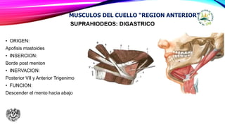 SUPRAHIODEOS: DIGASTRICO
• ORIGEN:
Apofisis mastoides
• INSERCION:
Borde post menton
• INERVACION:
Posterior VII y Anterior Trigenimo
• FUNCION:
Descender el mento hacia abajo
MUSCULOS DEL CUELLO “REGION ANTERIOR”
 