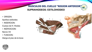 SUPRAHIODEOS: ESTILOHIODEO
• ORIGEN:
Apofisis estiloides
• INSERCION:
Cuerpo de H. Hiodes
• INERVACION:
Nervio VII
• FUNCION:
Alarga el piso de la boca
MUSCULOS DEL CUELLO “REGION ANTERIOR”
 