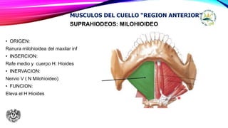 SUPRAHIODEOS: MILOHIOIDEO
• ORIGEN:
Ranura milohioidea del maxilar inf
• INSERCION:
Rafe medio y cuerpo H. Hioides
• INERVACION:
Nervio V ( N Milohioideo)
• FUNCION:
Eleva el H Hioides
MUSCULOS DEL CUELLO “REGION ANTERIOR”
 