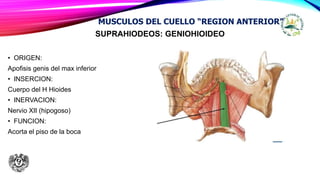 SUPRAHIODEOS: GENIOHIOIDEO
• ORIGEN:
Apofisis genis del max inferior
• INSERCION:
Cuerpo del H Hioides
• INERVACION:
Nervio XII (hipogoso)
• FUNCION:
Acorta el piso de la boca
MUSCULOS DEL CUELLO “REGION ANTERIOR”
 