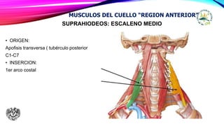 SUPRAHIODEOS: ESCALENO MEDIO
• ORIGEN:
Apofisis transversa ( tubérculo posterior
C1-C7
• INSERCION:
1er arco costal
MUSCULOS DEL CUELLO “REGION ANTERIOR”
 