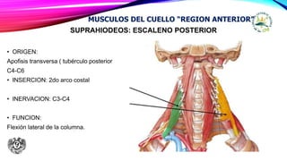 SUPRAHIODEOS: ESCALENO POSTERIOR
• ORIGEN:
Apofisis transversa ( tubérculo posterior
C4-C6
• INSERCION: 2do arco costal
• INERVACION: C3-C4
• FUNCION:
Flexión lateral de la columna.
MUSCULOS DEL CUELLO “REGION ANTERIOR”
 