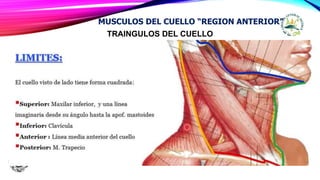 TRAINGULOS DEL CUELLO
MUSCULOS DEL CUELLO “REGION ANTERIOR”
 
