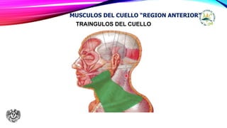 TRAINGULOS DEL CUELLO
MUSCULOS DEL CUELLO “REGION ANTERIOR”
 