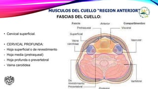 FASCIAS DEL CUELLO:
• Cervical superficial.
• CERVICAL PROFUNDA:
- Hoja superficial o de revestimiento
- Hoja media (pretraqueal)
- Hoja profunda o prevertebral
- Vaina caroitidea
MUSCULOS DEL CUELLO “REGION ANTERIOR”
 
