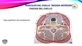 FASCIAS DEL CUELLO:
- Hoja superficial o de revestimiento:
MUSCULOS DEL CUELLO “REGION ANTERIOR”
 
